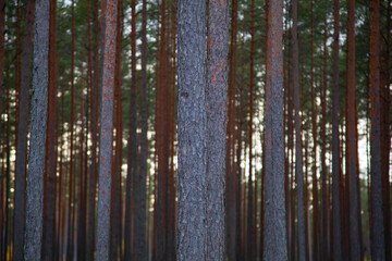 Tall Pine Trees in a Serene Forest Landscape