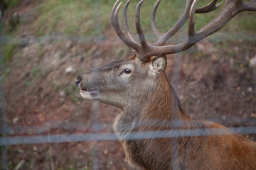 Majestic Deer Behind Fence in Autumn Forest Setting