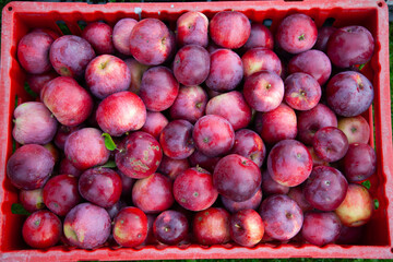 Fresh Red Apples in a Vibrant Harvest Basket