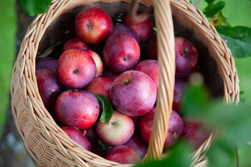 Basket of Fresh Red Apples Hanging from Tree Branch