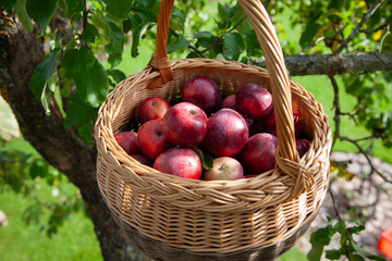 Basket of Fresh Red Apples Hanging from Tree Branch