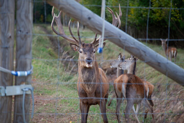 Majestic Deer Behind Fence in Autumn Forest Setting