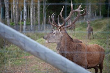 Fototapeta premium Majestic Red Deer Stag in Natural Woodland Habitat