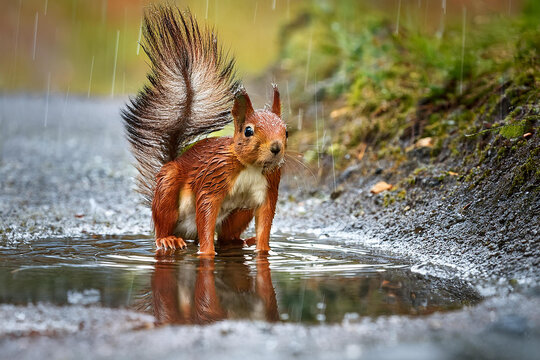 scoiattolo si specchia dentro una pozzanghera