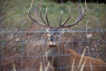 Majestic Red Deer Stag in Natural Woodland Habitat