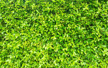 Abstract background from a wall of trees and leaves that are simply and beautifully patterned.