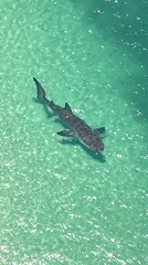 Fototapeta premium A shark swimming in turquoise waters close to the beach from a high perspective