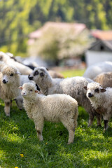Naklejka premium Young sheep in the herd.