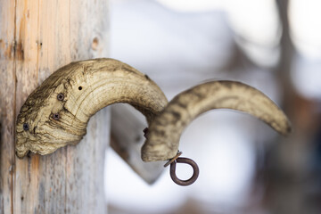 Ram's horn.