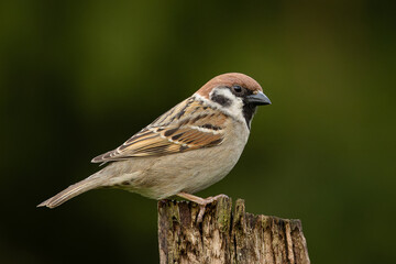 Close-up photo of a Tree Sparrow (Passer montanus) perched on an old wood