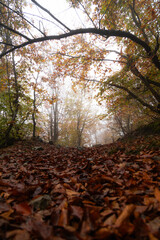 In the forest in autumn
