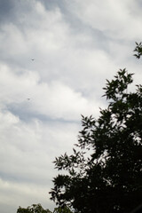 Birds in the cloudy sky over the treetops