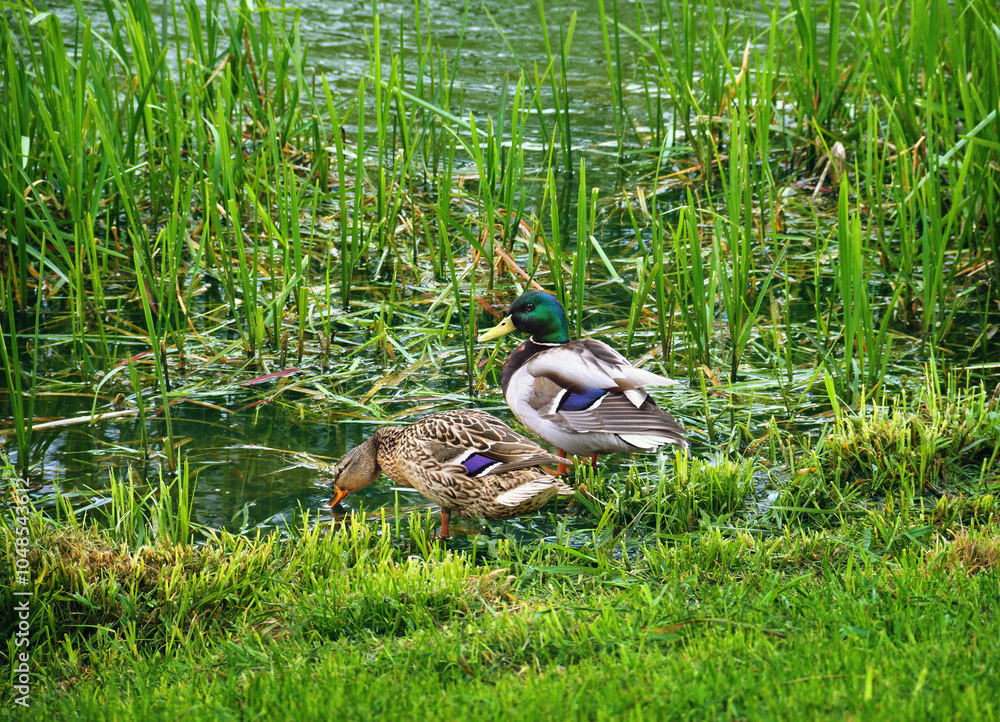 Wall mural A pair of mallard ducks, male and female on the bank of a grassy pond. beautiful wild nature scenery in green tones. Spring time in Moscow region, Russia, Europe