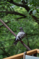 Pigeon sitting on the railing