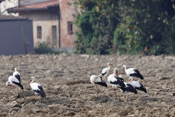 in campagna