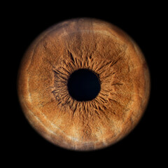 Iris Photography - Unique Singularity_38