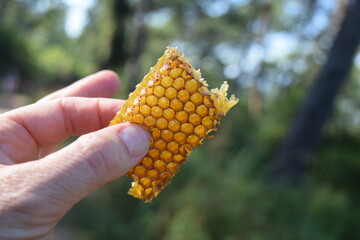 A piece of honey tile in hand against the background of beekeepers