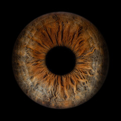 Iris Photography - Unique Singularity_16