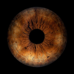 Iris Photography - Unique Singularity_18