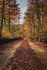 Obraz premium Camino en un bosque otoñal con hojas en el camino