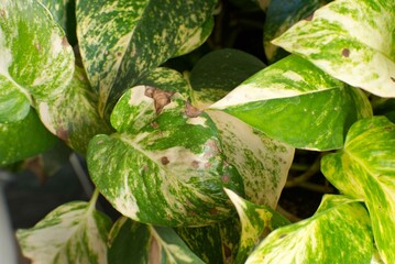 Close up of sick house plant leaves with brown patches