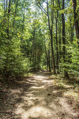 Obraz premium Landscapes - Forest - Europe, Romania, Suceava region