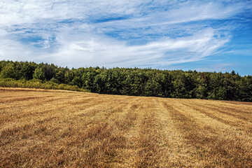 Landscapes - Forest - Europe, Romania, Suceava region