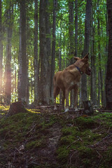Landscapes - Forest - Europe, Romania, Suceava region