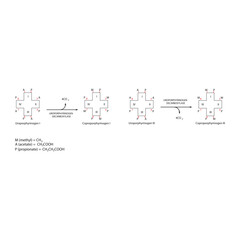 Obraz premium Diagram showing decarboxylation of Uroporphynogen to Coproporphyrinogens via Uroporphynogen decarboxylase enzyme. Biochemical reaction schematic illustration. 