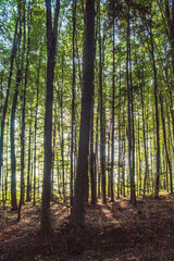 Fototapeta premium Landscapes - Forest - Europe, Romania, Suceava region