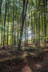 Landscapes - Forest - Europe, Romania, Suceava region