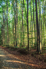 Fototapeta premium Landscapes - Forest - Europe, Romania, Suceava region
