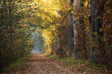 Obraz premium Jesienny mglisty poranek w lesie w Goczałkowicach, Polska, jesienny krajobraz.