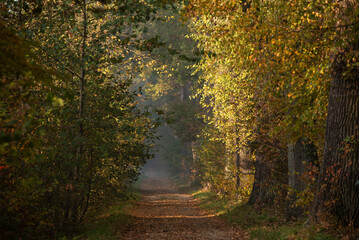 Jesienny mglisty poranek w lesie w Goczałkowicach, Polska, jesienny krajobraz. © Elżbieta Kaps
