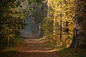 Jesienny mglisty poranek w lesie w Goczałkowicach, Polska, jesienny krajobraz. © Elżbieta Kaps