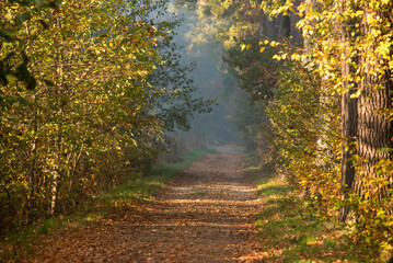 Jesienny mglisty poranek w lesie w Goczałkowicach, Polska, jesienny krajobraz. © Elżbieta Kaps