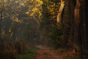 Jesienny las we mgle, Goczałkowice , Śląsk.