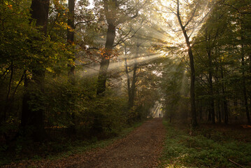 Jesienny las we mgle, Goczałkowice , Śląsk.