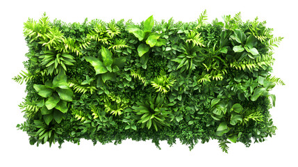 Naklejka premium Green plant wall panel, isolated on white background