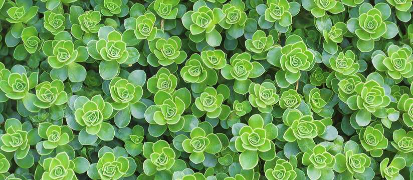 succulents against a green background, featuring Sedum album, also known as white stonecrop
