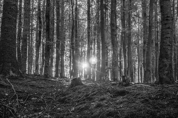 Landscapes - Forest - Europe, Romania, Suceava region