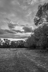 Landscapes - Forest - Europe, Romania, Suceava region