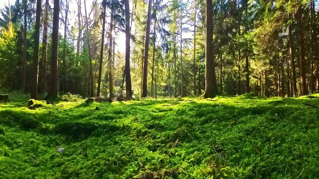 Waldidylle mit gr&uuml;nem Moos bewachsener Waldboden mit Pilzen und Nadelb&auml;umen, sonnig, Herbst, Natur, Landschaft, friedlich
