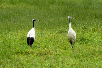 two Japanese cranes in the grass