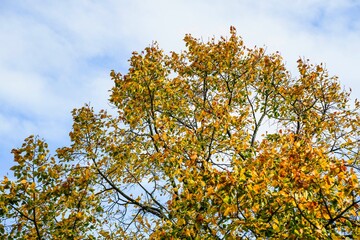 Colorful yellow red leaves on a tree in autumn in atmospheric