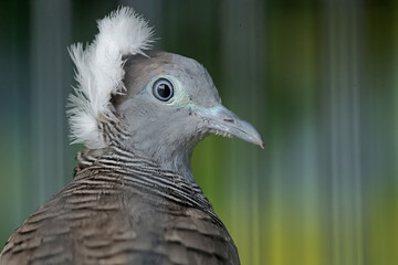 The face of a small turtledove that looks dashing and dignified with a thick crest on its head....