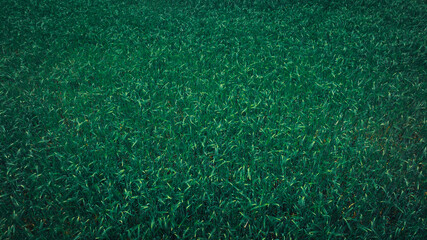 Green hullessbarley in growth in the field