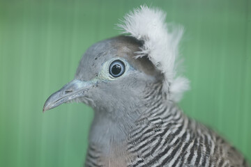 The face of a small turtledove that looks dashing and dignified with a thick crest on its head....