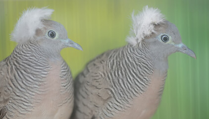 The faces of two small turtledoves that look dashing and dignified with thick crests on their...