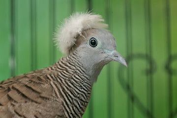 The face of a small turtledove that looks dashing and dignified with a thick crest on its head. This bird has the scientific name Geopelia striata.